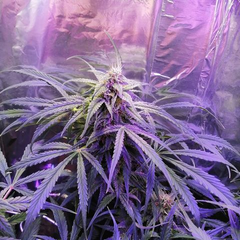 Auto Owen Key growlog timeline photo