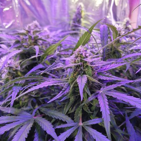 Auto Owen Key growlog timeline photo