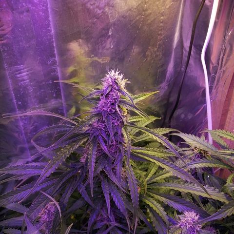 Auto Owen Key growlog timeline photo