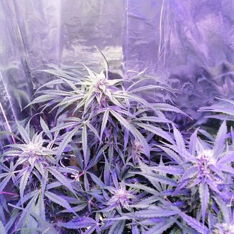 Auto Owen Key growlog timeline photo