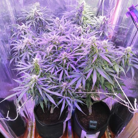 Auto Owen Key growlog timeline photo