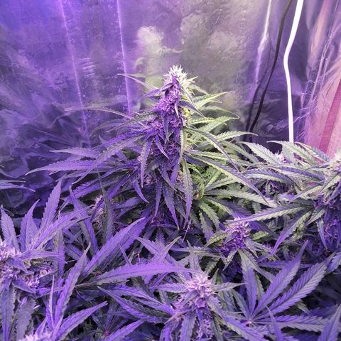 Auto Owen Key growlog timeline photo