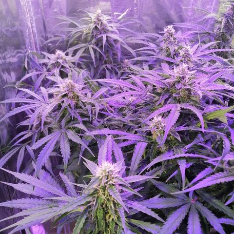 Auto Owen Key growlog timeline photo