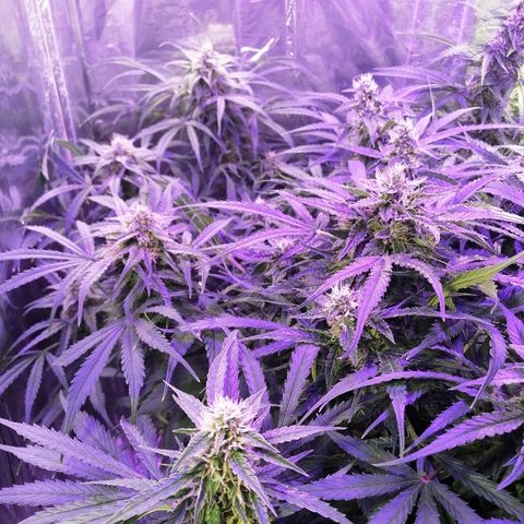 Auto Owen Key growlog timeline photo