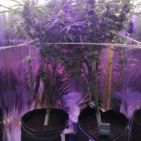 Auto Owen Key growlog timeline photo
