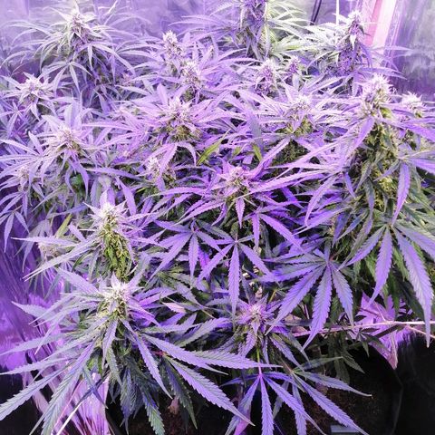 Auto Owen Key growlog timeline photo