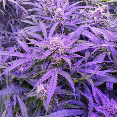 Auto Owen Key growlog timeline photo