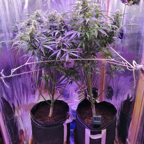 Auto Owen Key growlog timeline photo