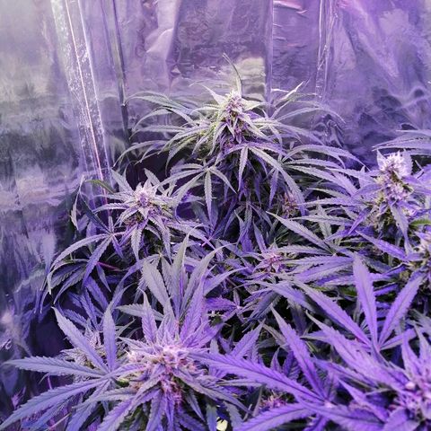 Auto Owen Key growlog timeline photo