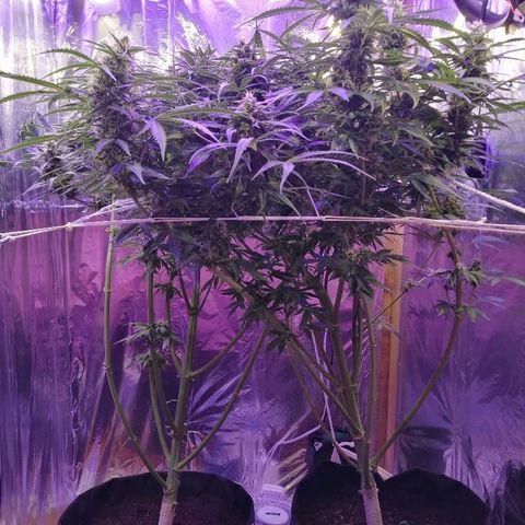 Auto Owen Key growlog timeline photo