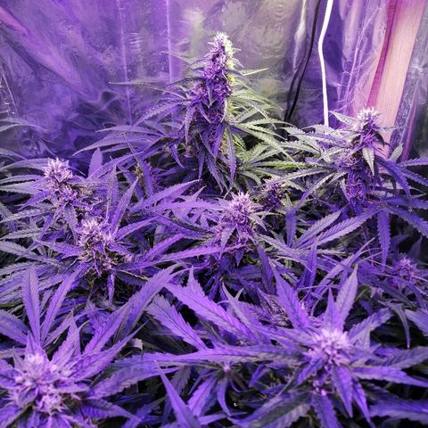 Auto Owen Key growlog timeline photo