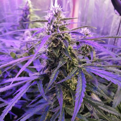 Auto Owen Key growlog timeline photo