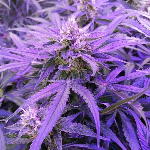 Auto Owen Key growlog timeline photo
