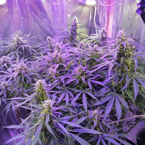 Auto Owen Key growlog timeline photo
