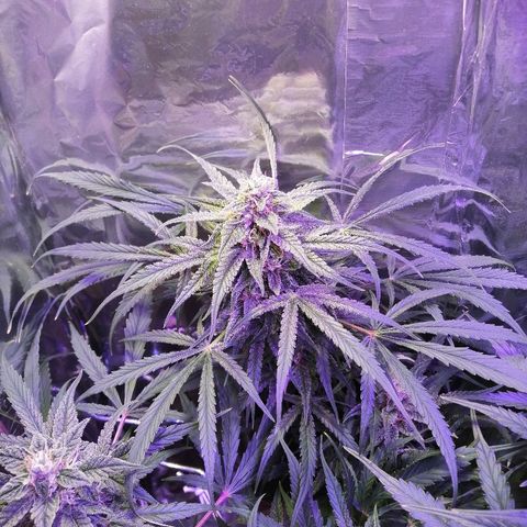 Auto Owen Key growlog timeline photo