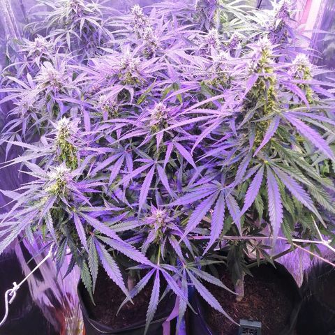 Auto Owen Key growlog timeline photo
