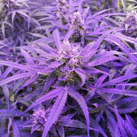 Auto Owen Key growlog timeline photo