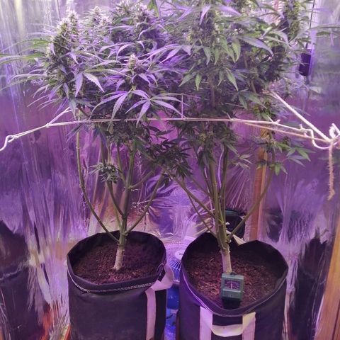 Auto Owen Key growlog timeline photo