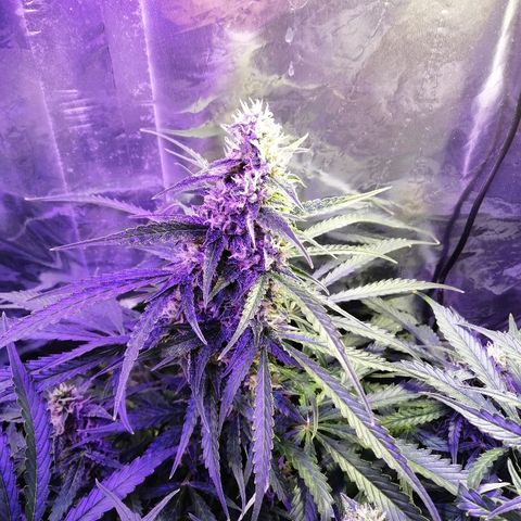 Auto Owen Key growlog timeline photo