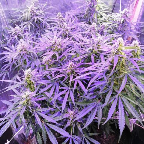 Auto Owen Key growlog timeline photo