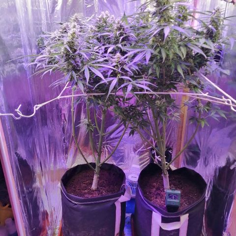 Auto Owen Key growlog timeline photo