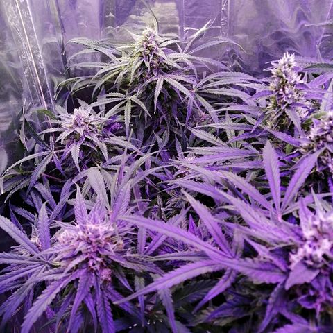 Auto Owen Key growlog timeline photo