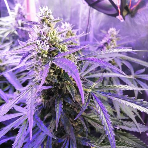 Auto Owen Key growlog timeline photo