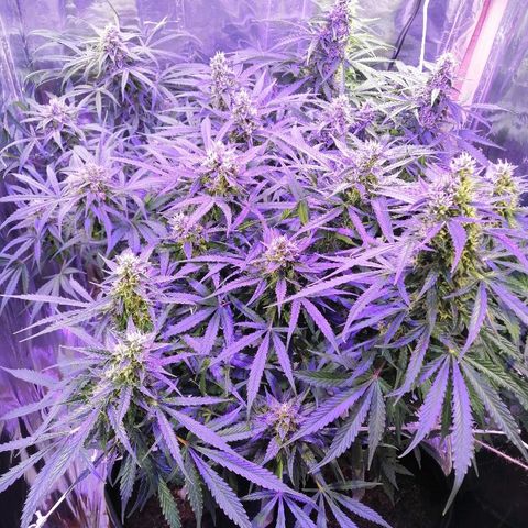 Auto Owen Key growlog timeline photo