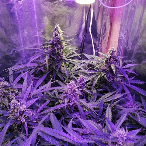Auto Owen Key growlog timeline photo