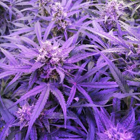 Auto Owen Key growlog timeline photo