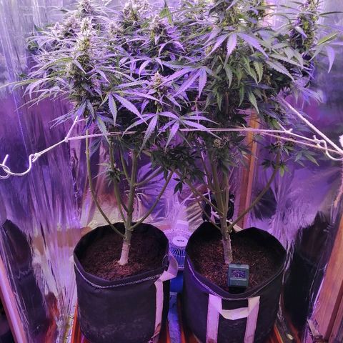 Auto Owen Key growlog timeline photo