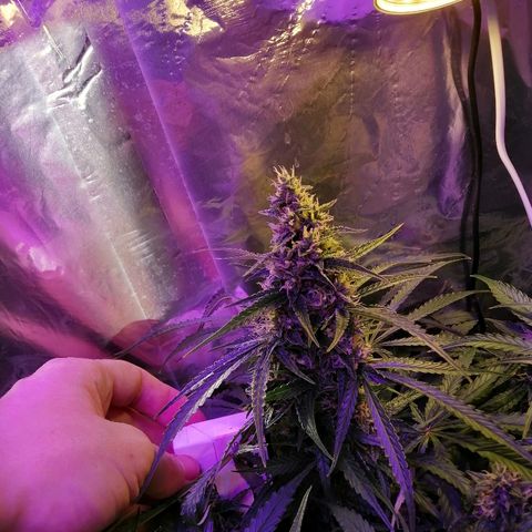 Auto Owen Key growlog timeline photo