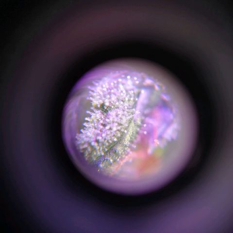 Auto Owen Key growlog timeline photo