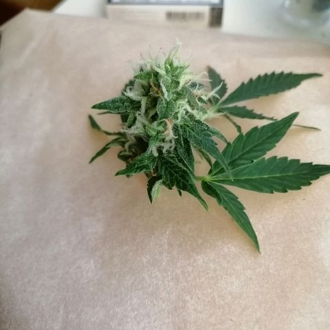 Auto Owen Key growlog timeline photo