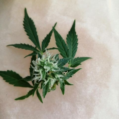 Auto Owen Key growlog timeline photo