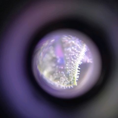 Auto Owen Key growlog timeline photo