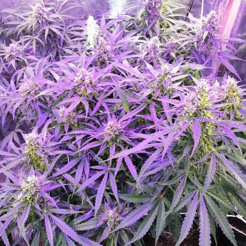 Auto Owen Key growlog timeline photo