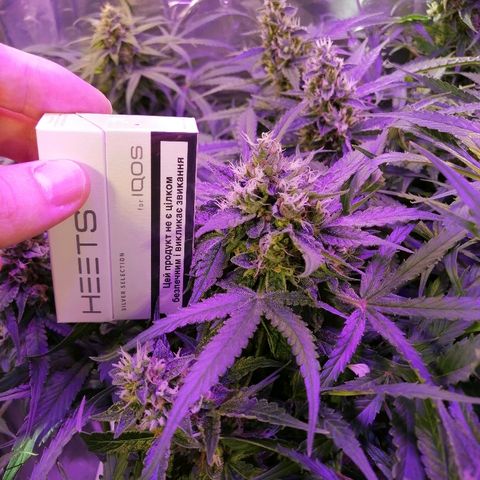 Auto Owen Key growlog timeline photo