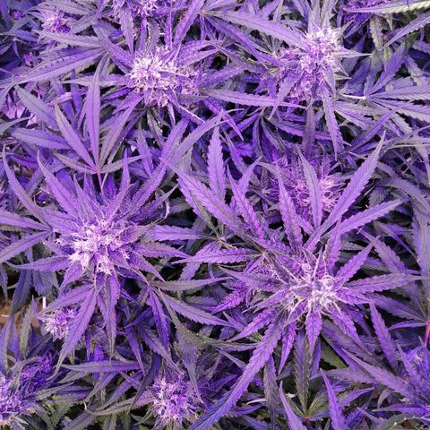 Auto Owen Key growlog timeline photo
