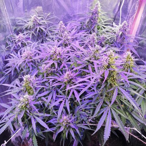 Auto Owen Key growlog timeline photo