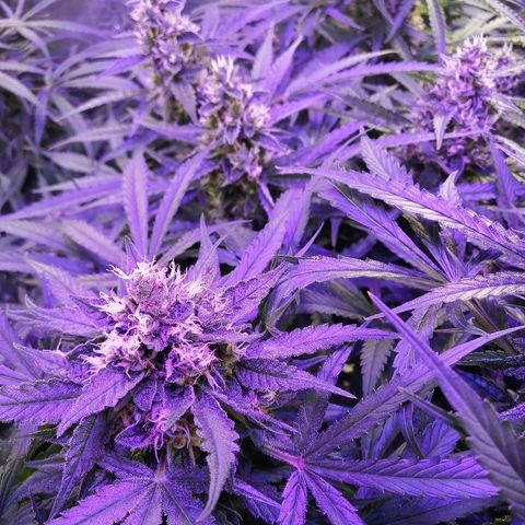 Auto Owen Key growlog timeline photo