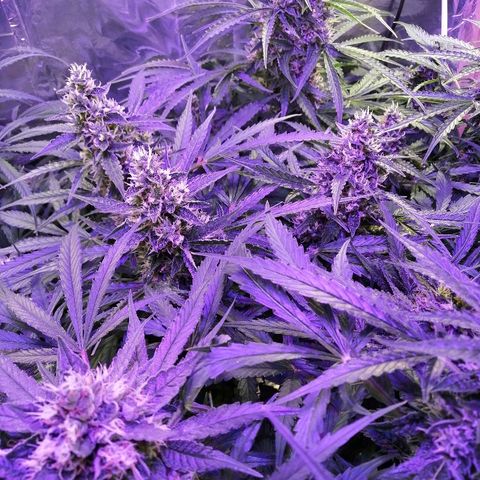 Auto Owen Key growlog timeline photo