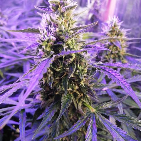 Auto Owen Key growlog timeline photo