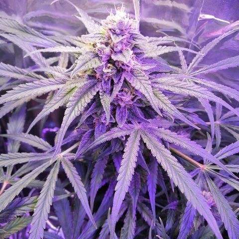 Auto Owen Key growlog timeline photo