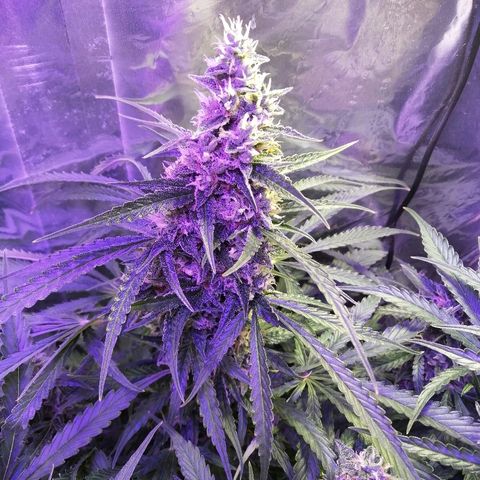 Auto Owen Key growlog timeline photo