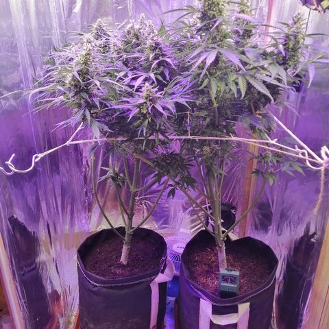 Auto Owen Key growlog timeline photo