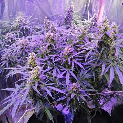 Auto Owen Key growlog timeline photo