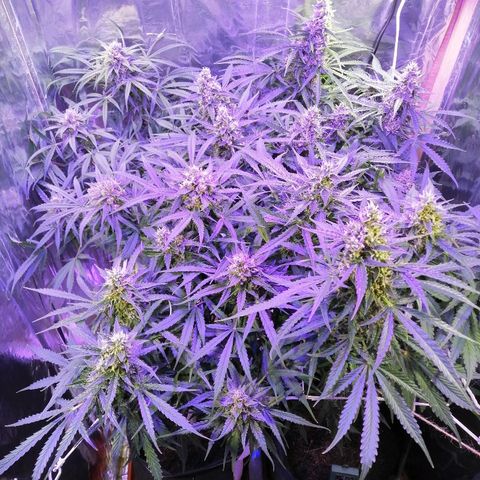 Auto Owen Key growlog timeline photo