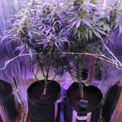 Auto Owen Key growlog timeline photo