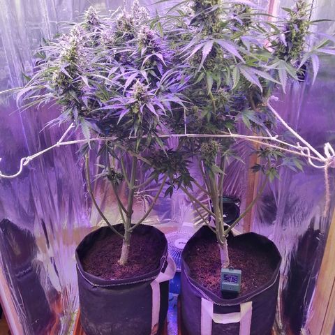 Auto Owen Key growlog timeline photo